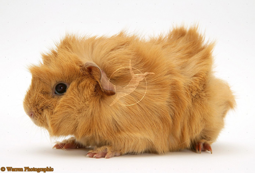 Young red Abyssinian bad-hair-day Guinea pig